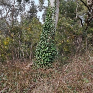 Hedera sp. (helix or hibernica) at Isaacs Ridge and Nearby - 30 Aug 2021