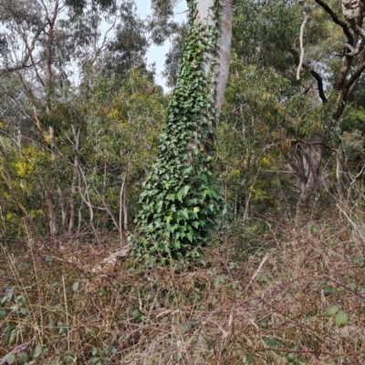 Hedera helix (Ivy) at Tuggeranong DC, ACT - 30 Aug 2021 by Mike