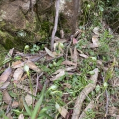 Pterostylis nutans (Nodding Greenhood) at Woodlands - 29 Aug 2021 by JanetMW