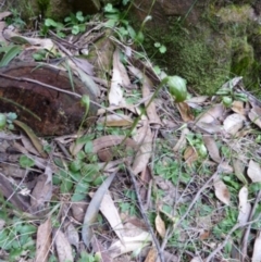 Pterostylis nutans at Woodlands, NSW - suppressed