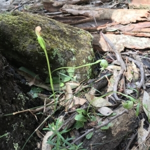 Pterostylis nutans at Woodlands, NSW - 29 Aug 2021