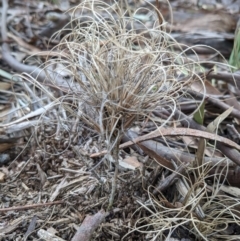Poaceae (family) by camcols