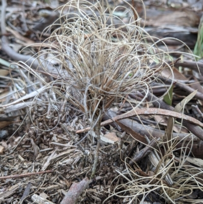 Poaceae (family) by camcols