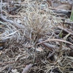Unidentified Plant (TBC) at Currawang, NSW - 30 Aug 2021 by camcols