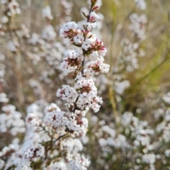 Leucopogon attenuatus (Small-leaved Beard Heath) at Isaacs, ACT - 30 Aug 2021 by Mike