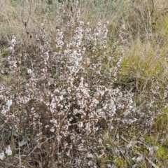 Leucopogon attenuatus at Isaacs, ACT - 30 Aug 2021