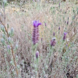 Lavandula stoechas at Isaacs, ACT - 30 Aug 2021