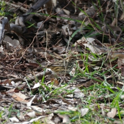 Pyrrholaemus sagittatus (Speckled Warbler) at Deakin, ACT - 30 Aug 2021 by ebristow