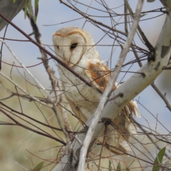 Tyto alba (Barn Owl) at Kambah, ACT - 30 Aug 2021 by HelenCross