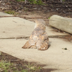 Tyto alba at Kambah, ACT - 30 Aug 2021 01:28 PM