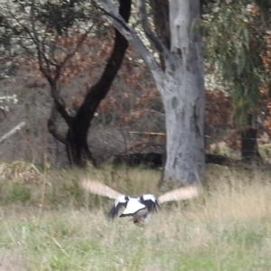 Tyto alba at Kambah, ACT - 30 Aug 2021