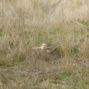 Tyto alba at Kambah, ACT - 30 Aug 2021 01:28 PM