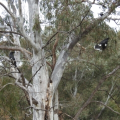 Tyto alba at Kambah, ACT - 30 Aug 2021 01:28 PM