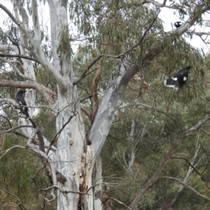 Tyto alba at Kambah, ACT - 30 Aug 2021