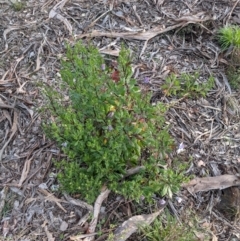 Dimorphotheca ecklonis at Majura, ACT - 30 Aug 2021