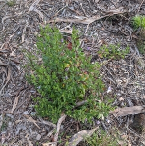 Dimorphotheca ecklonis at Majura, ACT - 30 Aug 2021