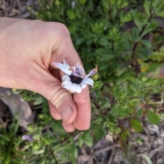 Dimorphotheca ecklonis at Majura, ACT - 30 Aug 2021