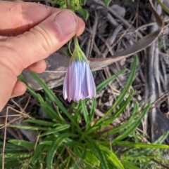 Dimorphotheca ecklonis at Majura, ACT - 30 Aug 2021