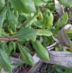 Dimorphotheca ecklonis at Majura, ACT - 30 Aug 2021