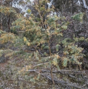 Acacia baileyana at Hackett, ACT - 30 Aug 2021 04:44 PM