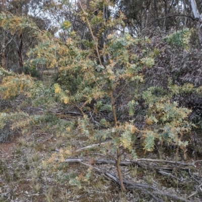 Acacia baileyana (Cootamundra Wattle, Golden Mimosa) at Hackett, ACT - 30 Aug 2021 by WalterEgo