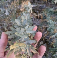 Acacia baileyana at Hackett, ACT - 30 Aug 2021 04:44 PM