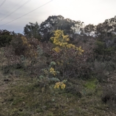 Acacia baileyana (Cootamundra Wattle, Golden Mimosa) at Hackett, ACT - 30 Aug 2021 by WalterEgo