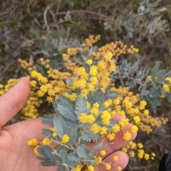 Acacia baileyana at Hackett, ACT - 30 Aug 2021