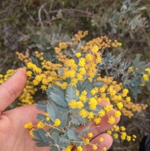 Acacia baileyana at Hackett, ACT - 30 Aug 2021