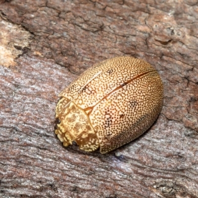 Paropsis atomaria (Eucalyptus leaf beetle) at Holt, ACT - 30 Aug 2021 by Roger