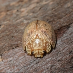 Paropsis atomaria at Holt, ACT - 30 Aug 2021 12:26 PM