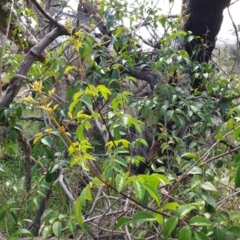 Pandorea pandorana (Wonga Wonga Vine) at Mount Painter - 27 Jul 2021 by SarahHnatiuk