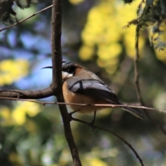 Acanthorhynchus tenuirostris (Eastern Spinebill) at Gundaroo, NSW - 19 Aug 2021 by Gunyijan