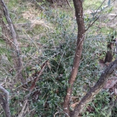 Olea europaea subsp. cuspidata (African Olive) at Mount Majura - 30 Aug 2021 by WalterEgo