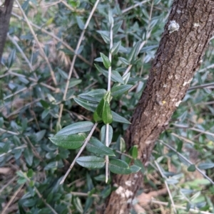Olea europaea subsp. cuspidata at Downer, ACT - 30 Aug 2021