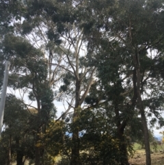 Eucalyptus maidenii (Maiden's Gum, Blue Gum) at Hall, ACT - 30 Aug 2021 by strigo