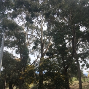 Eucalyptus globulus subsp. maidenii at Hall, ACT - 30 Aug 2021