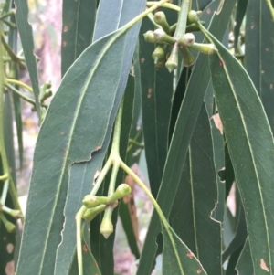 Eucalyptus maidenii at Hall, ACT - 30 Aug 2021