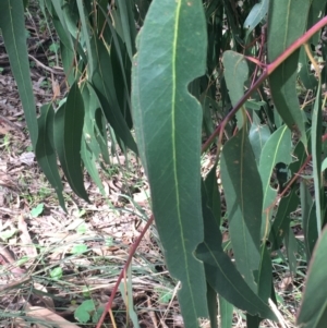 Eucalyptus maidenii at Hall, ACT - 30 Aug 2021