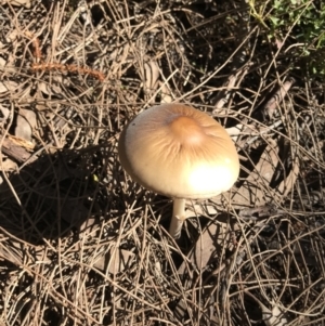 Oudemansiella gigaspora group at Majura, ACT - 14 Aug 2021