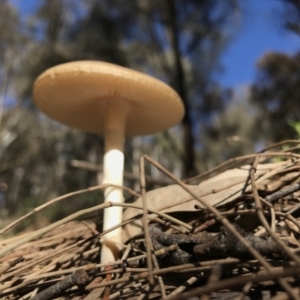 Oudemansiella gigaspora group at Majura, ACT - 14 Aug 2021