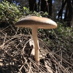 Oudemansiella gigaspora group at Majura, ACT - 14 Aug 2021