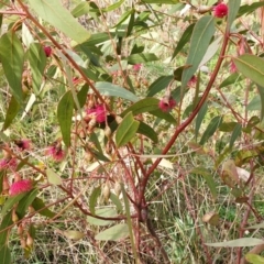 Eucalyptus leucoxylon (Yellow Gum) at Holt, ACT - 30 Aug 2021 by SarahHnatiuk