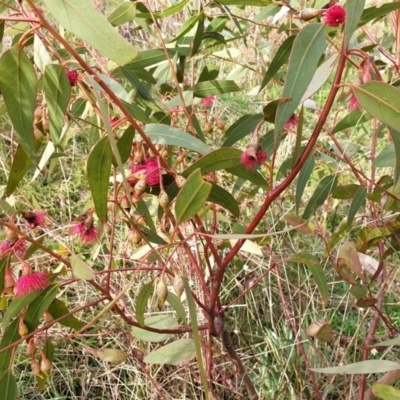 Eucalyptus leucoxylon (Yellow Gum) at Mount Painter - 30 Aug 2021 by SarahHnatiuk