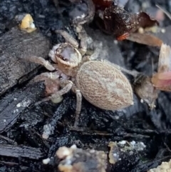 Maratus griseus (Jumping spider) at Murrumbateman, NSW - 30 Aug 2021 by SimoneC
