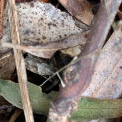 Acropolitis rudisana at Murrumbateman, NSW - 29 Aug 2021