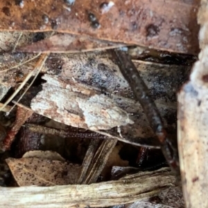 Acropolitis rudisana at Murrumbateman, NSW - 29 Aug 2021