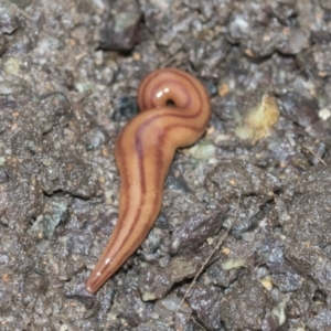 Anzoplana trilineata at Higgins, ACT - 30 Aug 2021