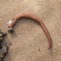 Anzoplana trilineata at Higgins, ACT - 30 Aug 2021