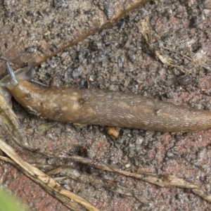 Limacus flavus at Higgins, ACT - 30 Aug 2021 12:57 PM